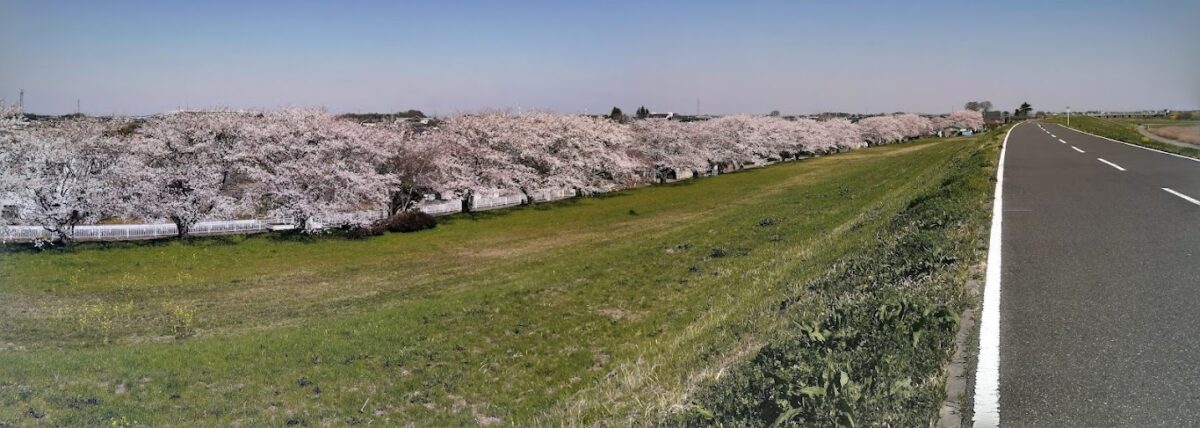 江戸川サイクリングロードと桜並木