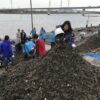 河川敷にカキ殻１００トン　中国人投棄、転倒でけがも　地元住民ら回収作業　市川の江